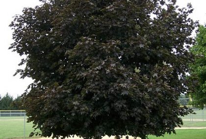 ACER PLATANOIDES 